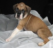 we do have lovely boxers puppy for sale
