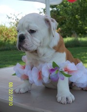 Charming English Bulldog Puppies for a lovely home 
