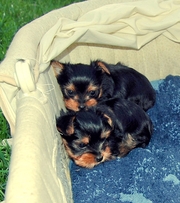 CUTE AND LOVELY TEACUP YORKIE PUPPIES FOR FREE ADOPTION