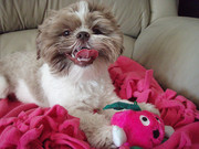 adorable Shih Tzu puppy for adoption.