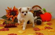 Adorable teacup chihuahua puppies for sale
