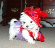 Cute and lovely  Maltese puppies for sale