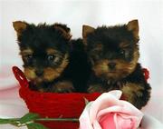  Cute and adorable Male and Female yorkie puppies for free adoption 