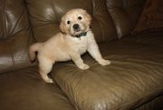 PURE BREED GOLDEN RETRIEVER PUPPIES FOR ADOPTION.