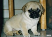 Pug Puppy  to good homes.
