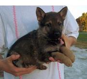 two german sheppard  puppies  for adoption
