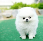 White pomeranian puppies for sale uk