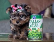 Free Adoption Teacup Yorkie Puppies In Good Health