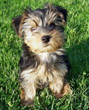 Super cute yorkie puppy for this xmas