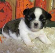 Toy+shih+tzu+puppies+for+sale+uk