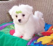 Maltese are special little creatures, For Adoption