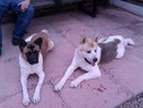 beautiful marking akitas for sale 300 pound or nearest offers