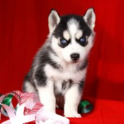  Adorable Siberian Husky Puppies searching for New homes 