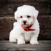 Best of all time bichon frise Puppies for Adoption